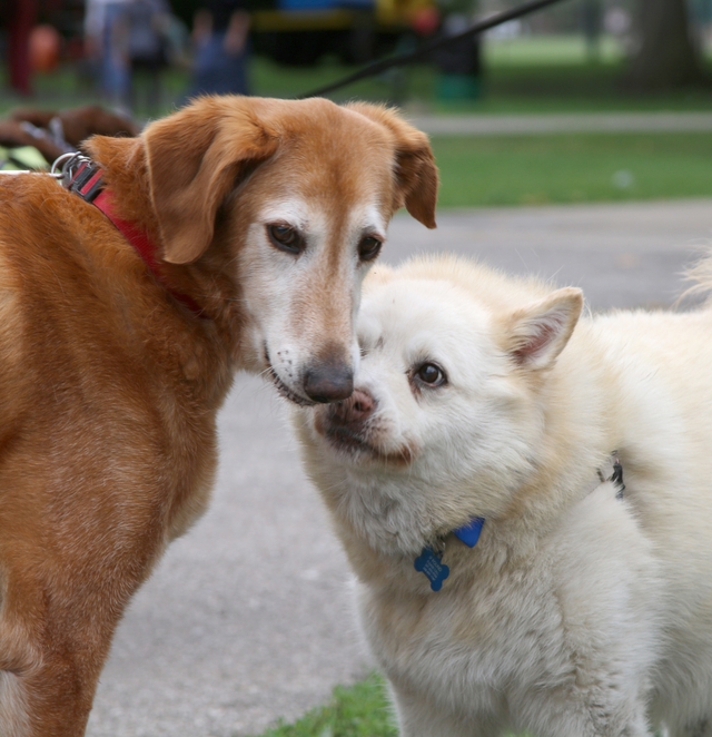 An old brown dog with a gray muzzle is sniffed by a white fluffy dog.
