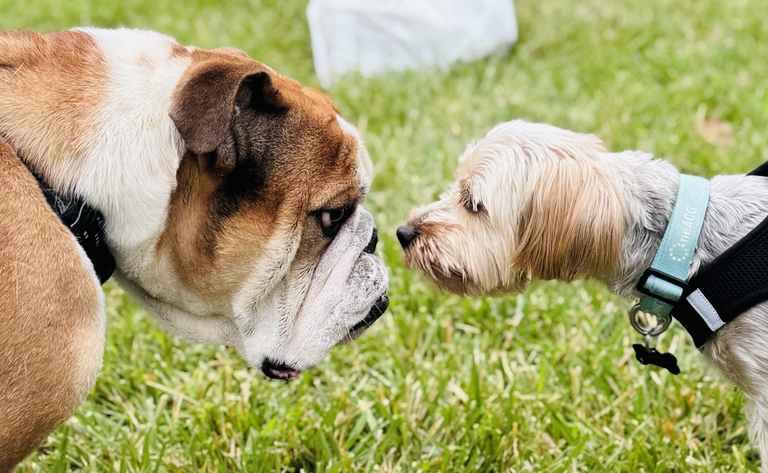 A white terrier and brown and white bulldog stand nose to nose.