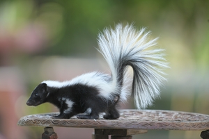 A skunk walking across a metal table.