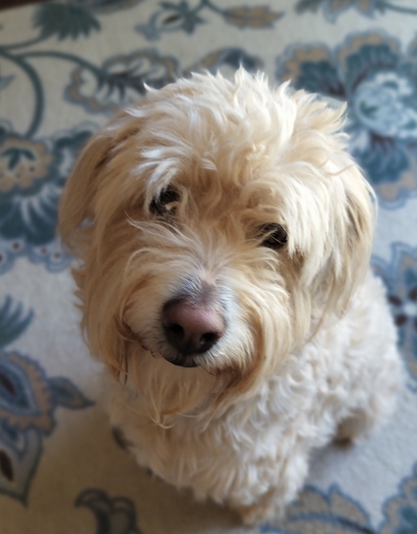 A white golden doodle sits on a rug with blue flowers and looks up at the camera.