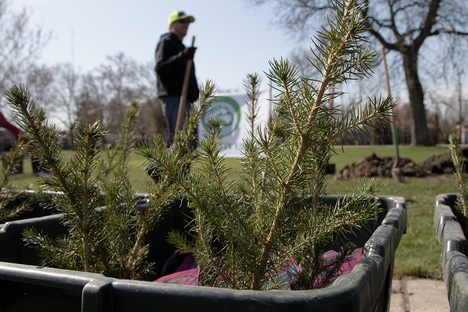 Two small trees in a barrel while a man with a shovel stands in the background.