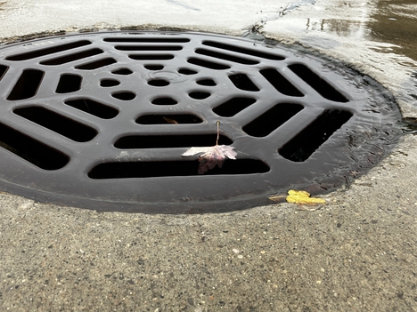 A small water puddle and two fallen leaves collect around a storm drain cover.