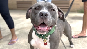 A gray and white dog, on a leash, looks at the camera.