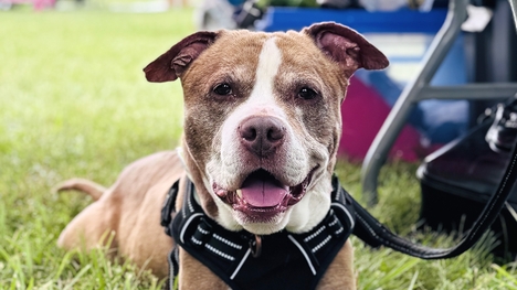 A medium-sized brown and white dog wearing aharness and leash lays on the grass looking at the camera.