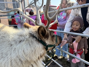 A small boy wearing a winter jacket reaches through a fence to feed a reindeer.